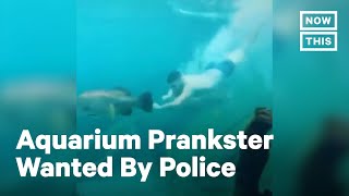 Police Look for Man Who Dived Into Sydney Aquarium Tank | NowThis