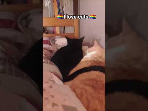 Happy Pride Month Sorry I Ditent Say It Soner I Was Busy With My Exams