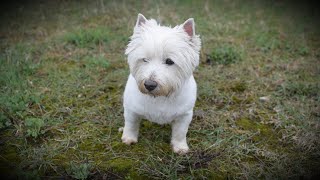 West Highland White Terrier (Westie) Bobby. Treasure hunter