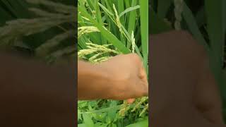 Ye Hamara Dhan Hai Kheti Kisan Hai Ham