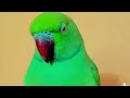 DimpalYadav is live ringneck parrot live stream