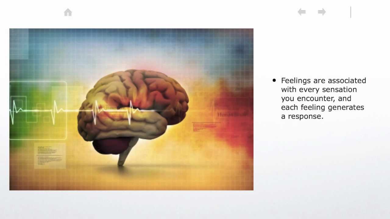 The Brain Feels No Pain YouTube