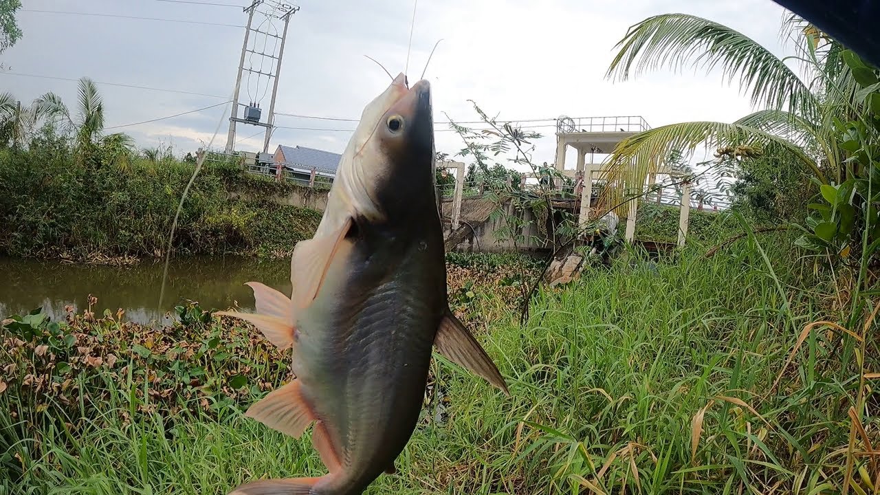 🐟🐬🐠VỀ QUÁ TRỜI RỒI ỤC ẦM ẦM NHƯ SẤM ĂN MÓNG ĐỀU CẢ KINH NHÌN LÀ ĐI KHÔNG NỔI