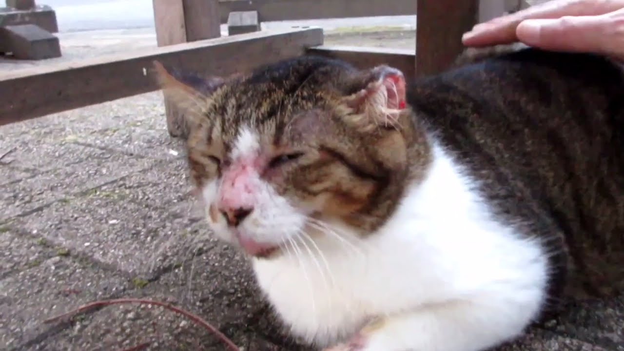 [野良猫]茶トラ猫が覚えててくれたみたいでモフられてご満悦な表情です！[straycat]It is a happy expression ...