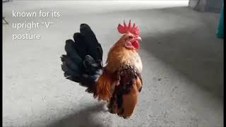 Famous Serama, the smallest chicken breed in the world! Net Worth