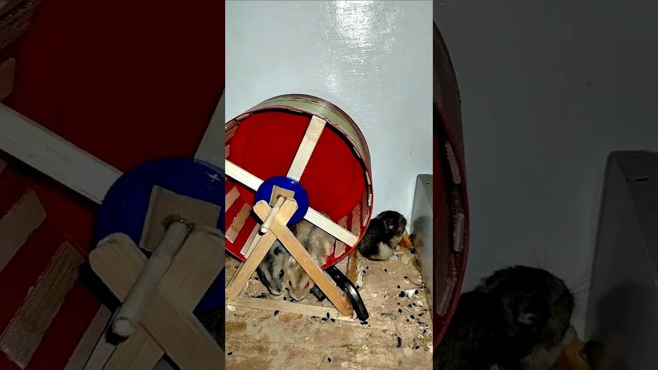 hamster tutu, Nunu and Dudu playing together 