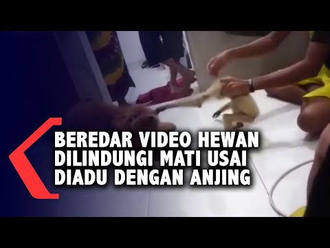 Beredar Video Hewan Dilindungi Mati Usai Diadu Dengan Anjing