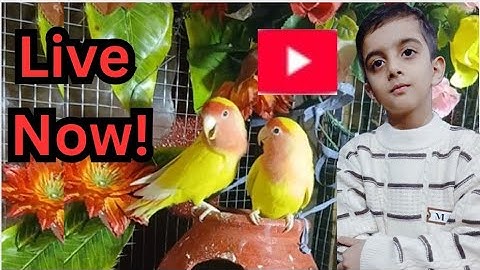 Rafy Hadi vlogs is live  birds 🐦 🦜🐧🕊budgies parrot java sparrow mini sparrow finches Dave activit 🔊😋