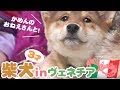 【80万回再生突破!】【海外の反応】柴犬の赤ちゃん イタリアでの新生活に密着【柴犬】