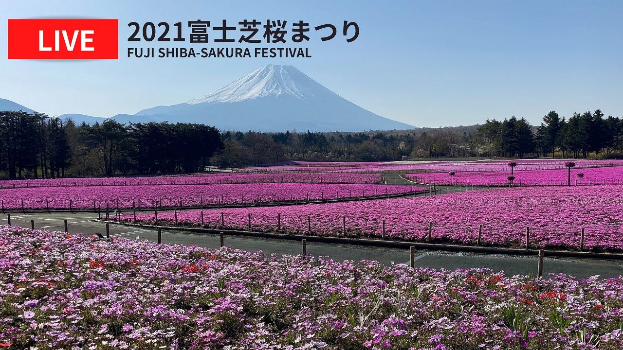 Fullhd 21富士芝桜まつりライブカメラ Fullhd Live Camera From Fuji Shiba Sakura Festival Youtube
