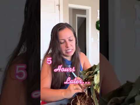 Video: Peony-Leaf Voodoo Lily Plants - Lär dig om Voodoo Lily With Peony Leaves