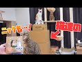 【感謝】猫達に最高のプレゼントが届きました！！