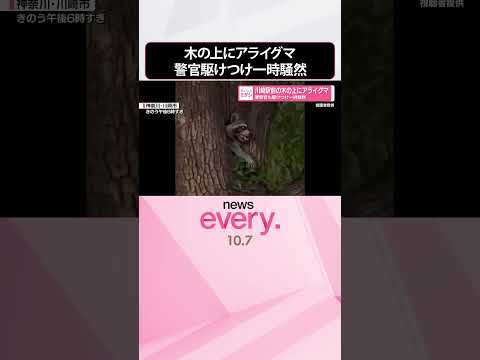 【アライグマ】川崎駅前の木の上に  警察官も駆けつけ一時騒然  神奈川  #shorts