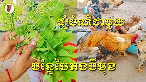 ផ្សំចំណីជាមួយបន្លែបៃតងបីមុខ | Combine feed with three greens.