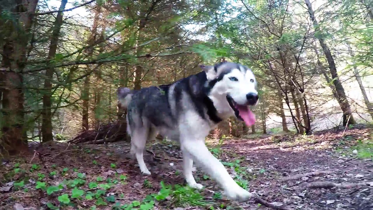 Hundewald Wildemann/Harz