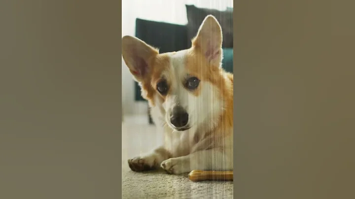 How to Reduce Dog Barking: 🪙 Tip 5: Environmental Control