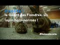 Le Géant des Flandres, un lapin hors-normes ! - Météo à la carte