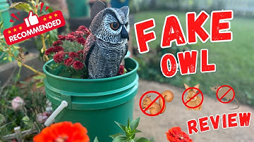 Fake Owl Decoys with Rotating Heads 2 Pack - Review
