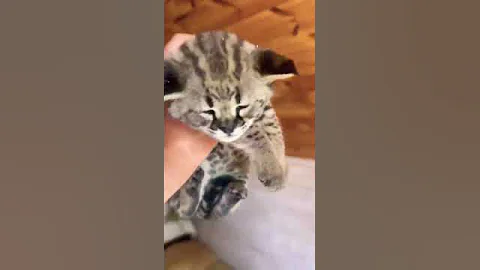 Watch the video about Baby Savannah Cat or Cheetah ?