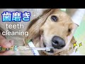 【犬の歯磨き】おすすめの歯磨き粉と歯ブラシでデンタルケア dog teeth cleaning