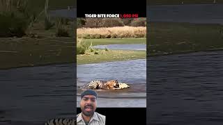 The Strongest Bite Among All Big Cats #trending #animals #wildlife #youtubeshorts #jaguar #tiger
