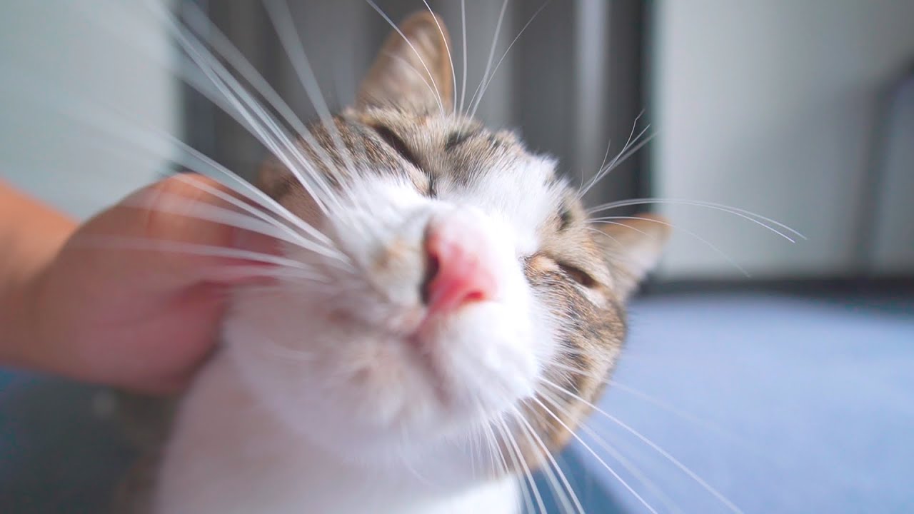 【猫音のソノリティ】愛猫の生活音を集めてみました