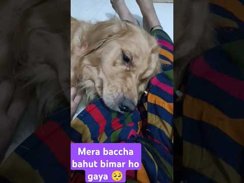 mera baccha bahut bimar ho gaya jaldi se theek ho jaaye 🥺🙌 #doglover #goldenretriever #pets