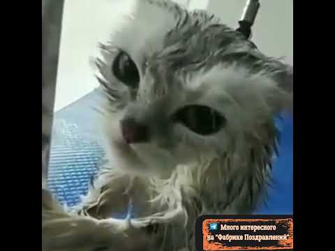 Я знаю кто ты такой! #сарказм #юмор #прикол