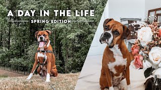 A Day In The Life Of My Dog 💐 SPRING EDITION by Roxie Boxie 678 views 1 year ago 8 minutes, 3 seconds