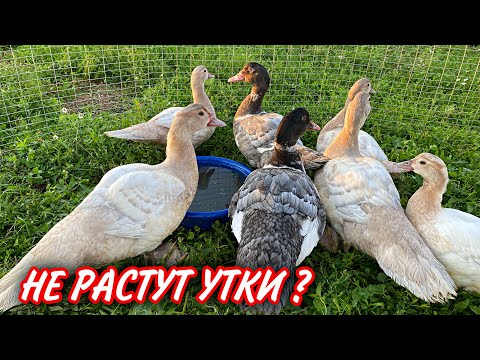 Как увеличить вес Индоуток / От чего зависит вес Мускусных уток / Чем кормить утят ?