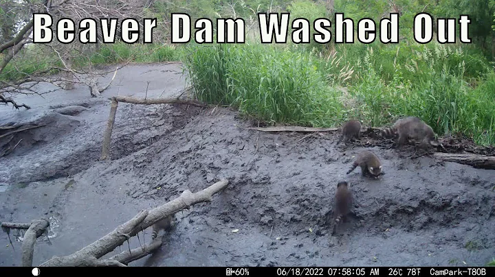 2022 Trail Cam Videos Vol  1 (late December 2021 t...