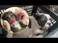 Saving a pregnant French Bull Dog and her 6 Cutest Baby Puppies