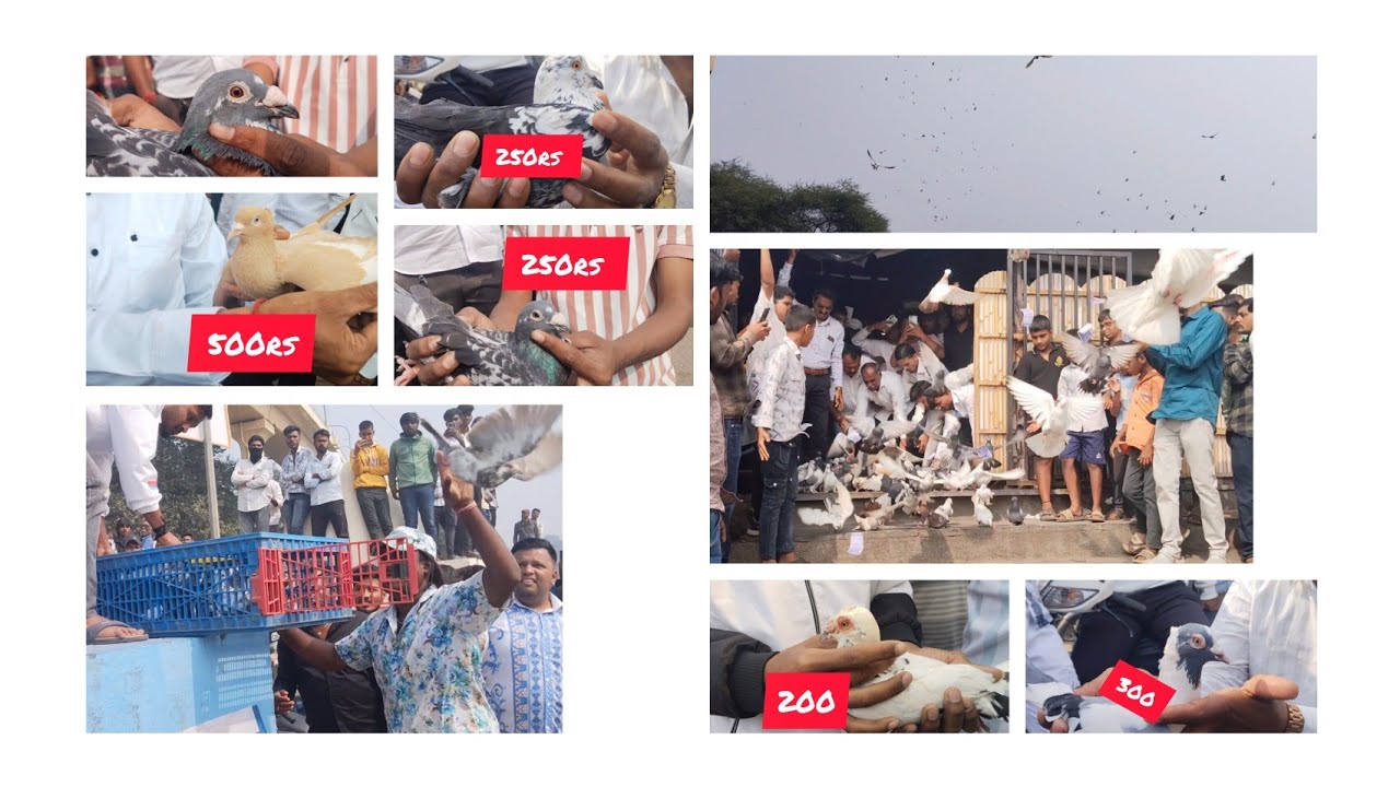 #pune ka kabutar bazar me ho gai race.पुणे का कबुतर बाजार मेसे1000.कबुतर छोड दीये #kabutarmarket
