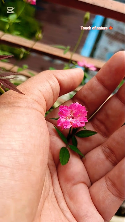 Amazing flower blossom 🌸 #flowers #nature #gardenflower #rose #shorts #touchofnature #blossom