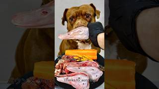 Duck head eatingsound #asmr #dog #animalsmuckbang #mukbang #eattingsounds #pitbull #eatinsounds