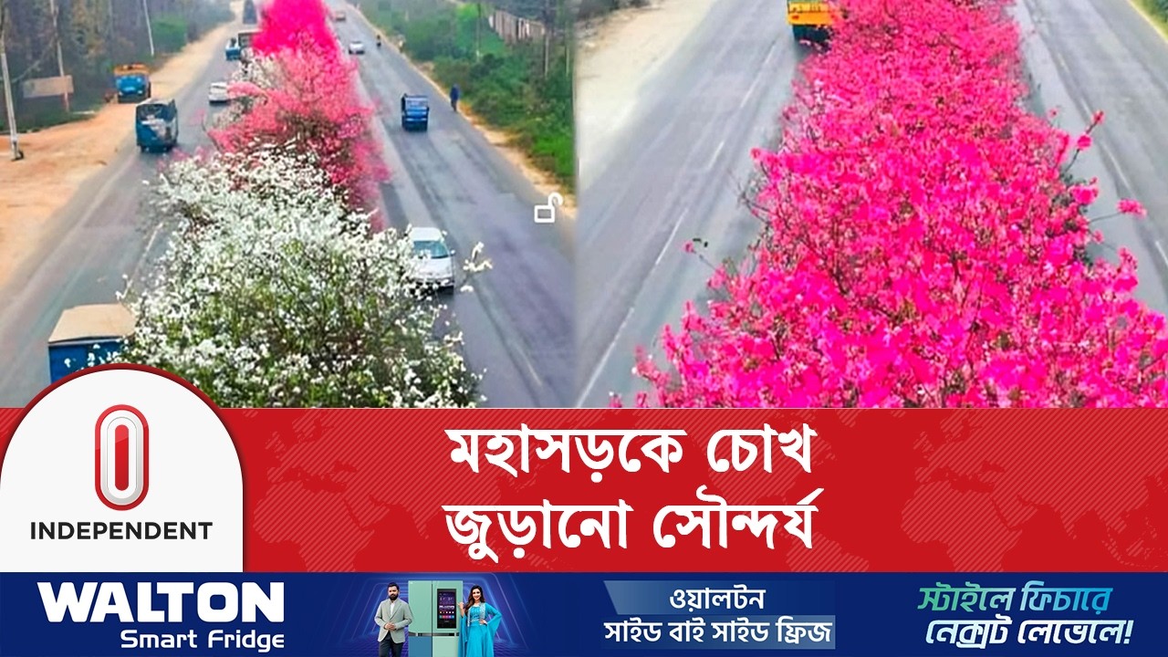 রঙিন ফুলে সমারোহে সেজেছে ঢাকা-ময়মনসিংহ সড়কের বিভাজন, মুগ্ধ চালক-যাত্রীরা | Independent TV