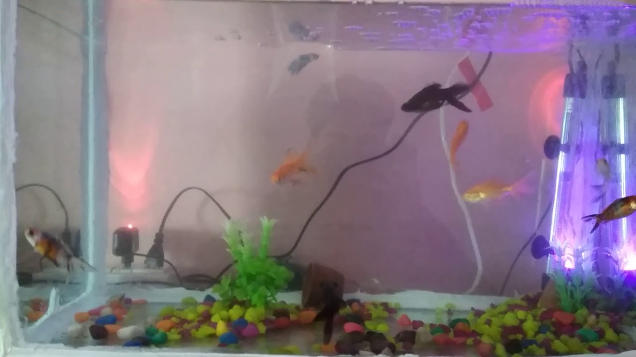 Aquarium full setup with 8 fish. YouTube