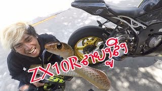 ความรู้สึกเมื่อได้ขับ ZX10R ครั้งแรกในชีวิต ZX10 งูสิง ((EP.151))