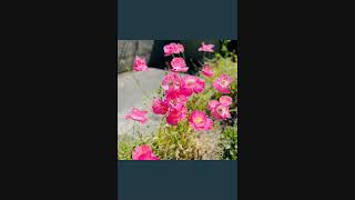 Guided Meditation with Mary Oliver's "The Summer Day"