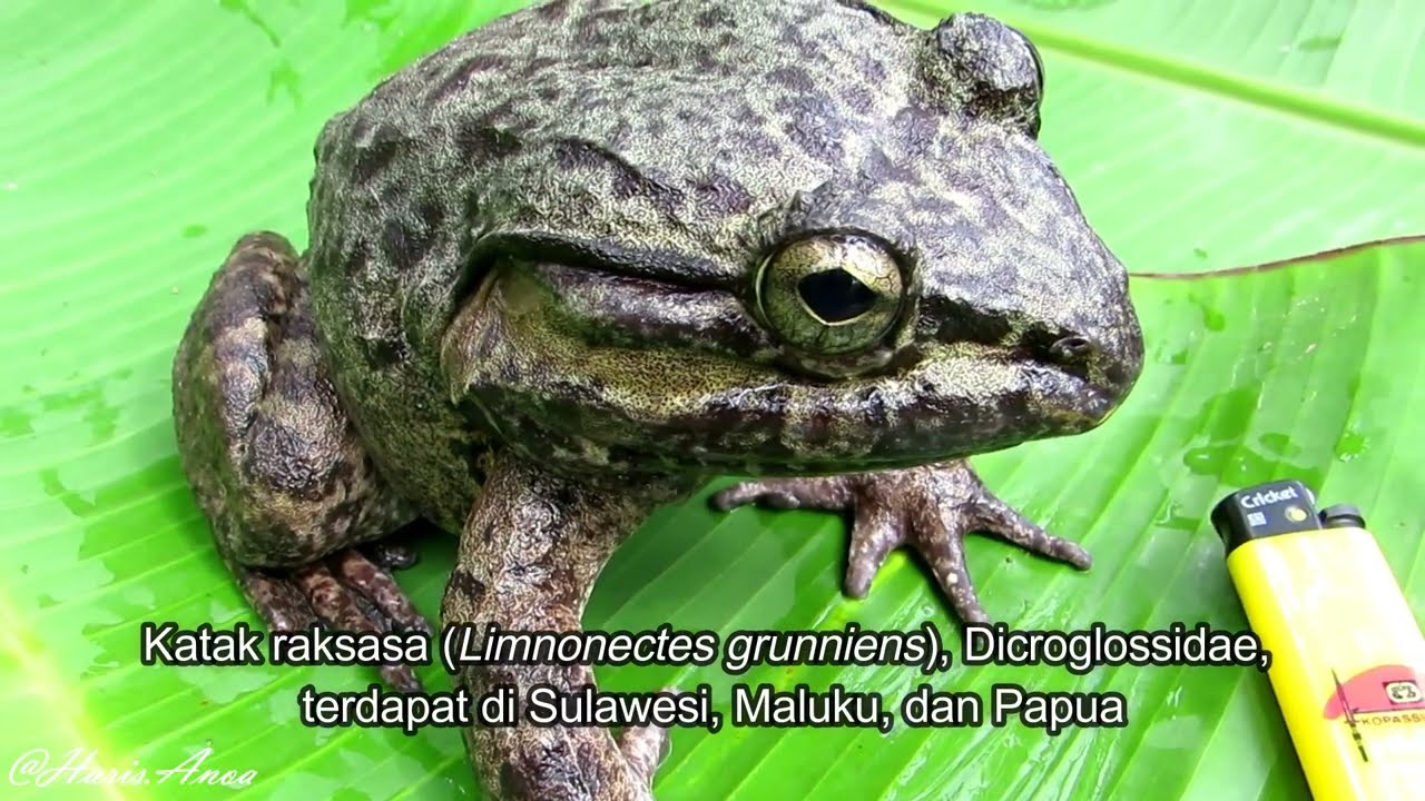 Todan, katak raksasa Sulawesi (Limnonectes grunniens) | Giant frog of Sulawesi