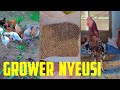 UMEWAHI KUSIKIA KUWA GROWER YA KIJERUMANI BASI YAMENIKUTA LEO