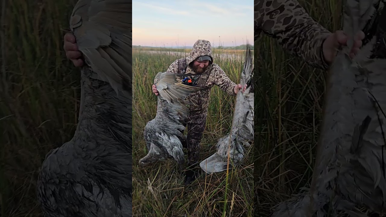 Небесный рибай? Велоцираптор? 