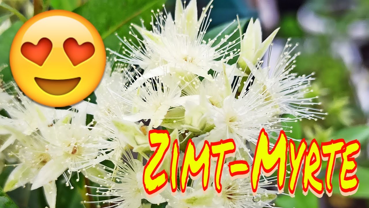 Zimtduft aus dem eigenen Kübel: Backhousia myrtifolia richtig pflegen