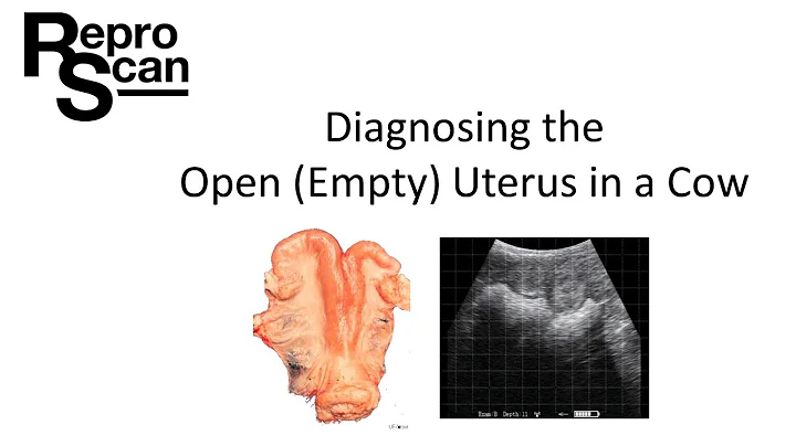 Diagnosing the Open (Empty) Uterus in a Cow