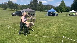 Brace class with puppies. 😂🤣😂 by Gimme 5 Dog Training with Serendipity Sighthounds 105 views 11 months ago 1 minute, 24 seconds