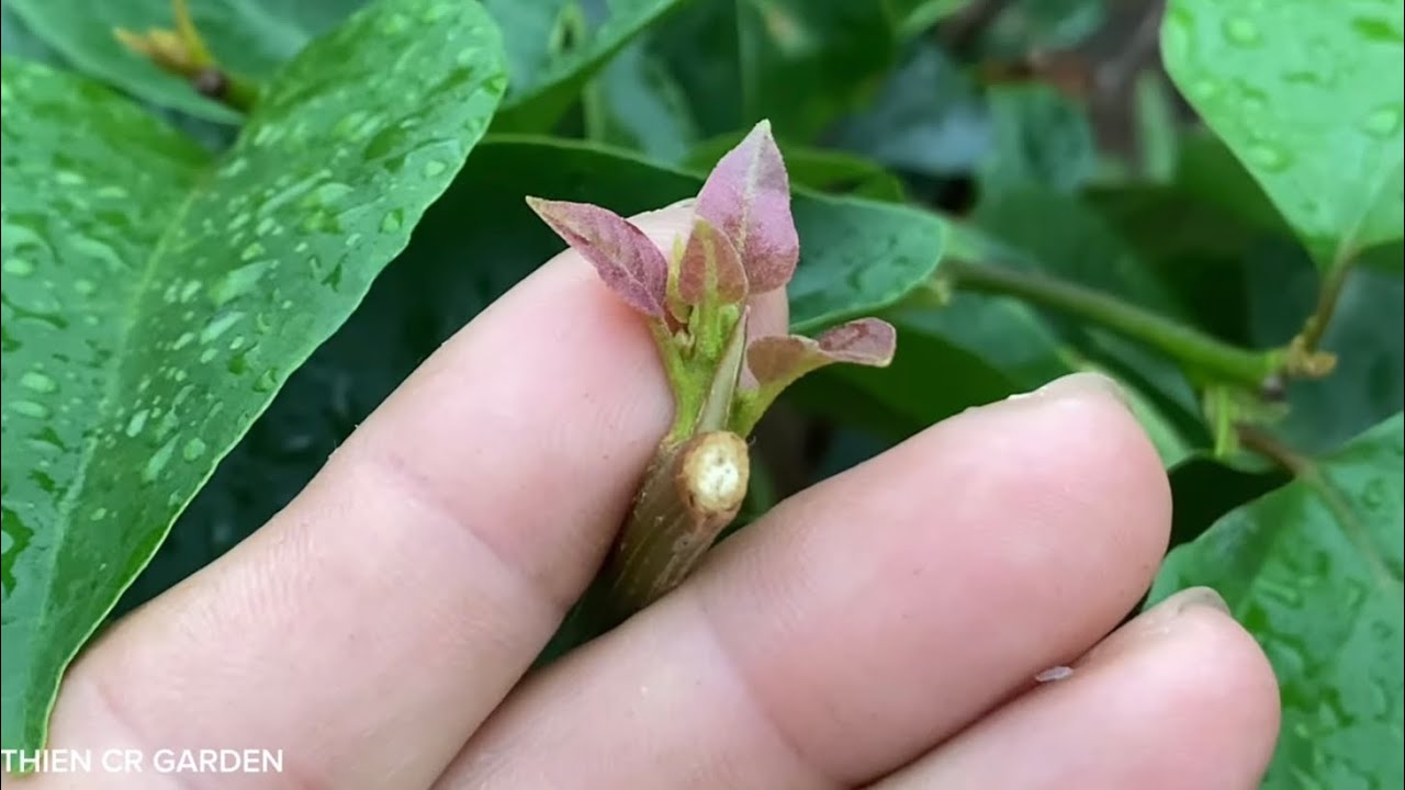 Hoa giấy Tết đang gặp thời tiết bất lợi. Cách khắc phục.