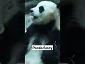 #panda #animals #shortvideo #like #reels #instagram #trend #cute #funny #tiktok #youtube