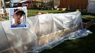 Tomatoes damaged by frost!  :  (