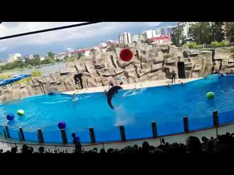 ბათუმის დელფინარიუმი  2019წ