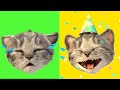 My Favorite Cat Little Kitten - Play Fun Cut Little Kitten & Friends - Care Kids Game #183